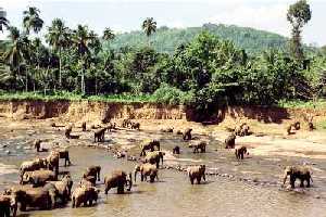 Sri
                Lanka (Cylon)